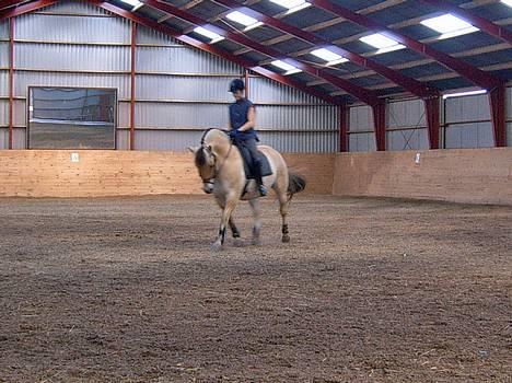 Fjordhest Claus - aflivet okt.07 - Vi rider dressur (Er lidt utydelig) billede 7