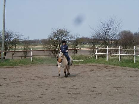 Fjordhest Claus - aflivet okt.07 - Her er vi igen ude og ride dressur billede 8