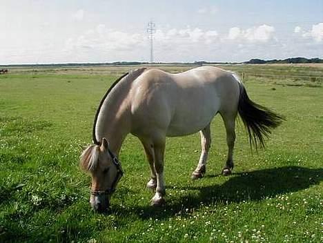 Fjordhest Claus - aflivet okt.07 - Her er Claus ud på sommermarken for at mætte sig i græs billede 9