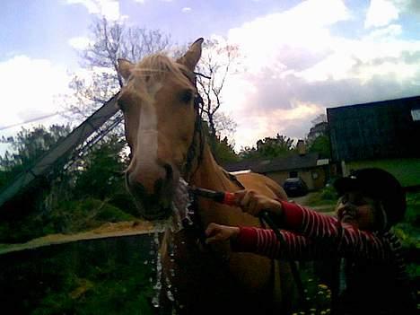 Palomino Mountheavens Lipsha - Så tager vi lige en lille tår vand billede 15