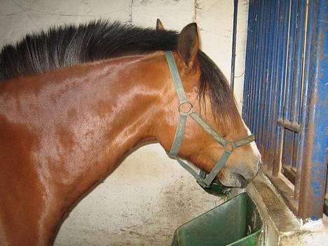 DSP Sir Oliver billede 16