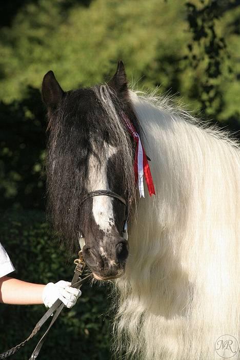 Tinker Lord Wallentin  * DØD * - vinder hest på storehestedag billede 1