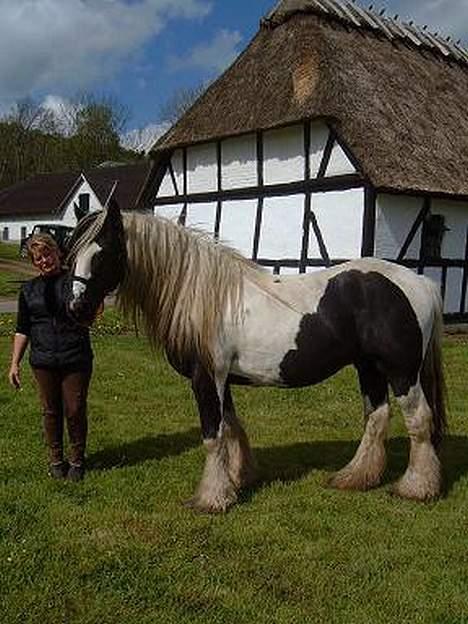 Tinker Lord Wallentin  * DØD * - Jeg er bare solgt, ham måtte jeg eje billede 2