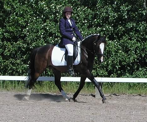 Anden særlig race Moonlight B- Pony billede 5