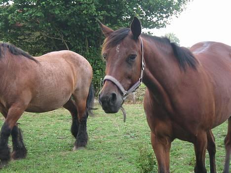 Anden særlig race Dipsy billede 8