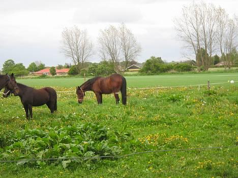 Anden særlig race Dipsy billede 9