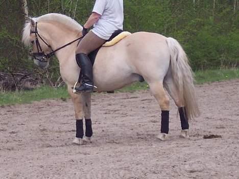 Fjordhest Laban - Aflivet. - Laban og min gamle underviser. billede 6