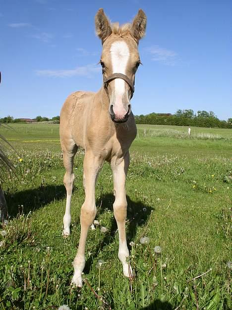 Palomino Adeno billede 10