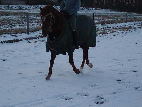 Hollandsk Sportspony Nieuwmoed's Kyran - marken billede 14