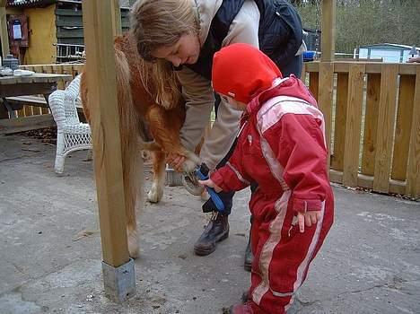 Shetlænder Herkules - Emma elsker at strigle og ordne Hercules billede 9