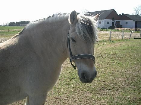 Fjordhest Freja †RIP 23/11-2010 - 2006 billede 10