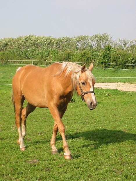 Palomino Soles Amigo - amigo på sommer-marken:D billede 5