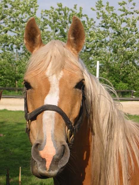 Palomino Soles Amigo - amigo med sommerpels og det hele.. han er da en lækker fyr! billede 6