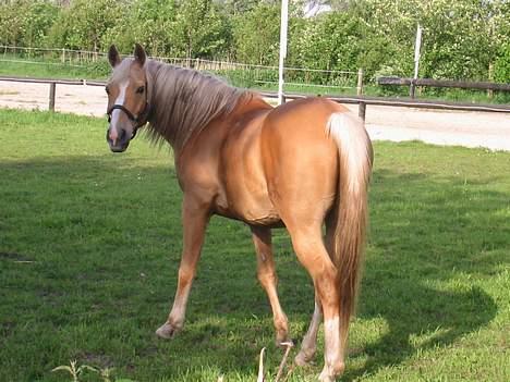 Palomino Soles Amigo - når enden er god.. hehe er alting godt, som man siger;D billede 7