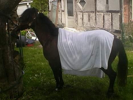 Anden særlig race Marie † 2005 † - Så er vi ved at blive tørret, aaah billede 10