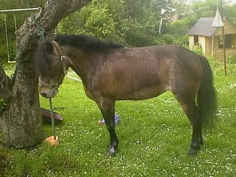 Anden særlig race Marie † 2005 † - Sikke smukke vi er blevet :D billede 11