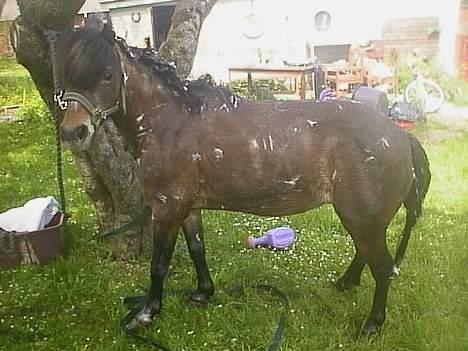 Anden særlig race Marie † 2005 † - Brrr indsæbet :P Dufter gooodt... billede 13