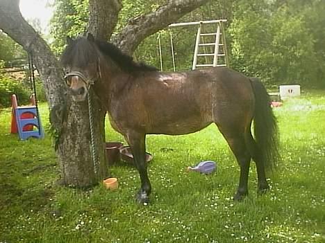 Anden særlig race Marie † 2005 † - Bliv nu fæææærdig... billede 14