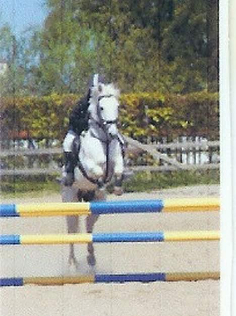 Anden særlig race Frisser (Might'N Magic) - frisser over spring.. billede 16