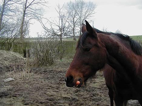 Anden særlig race Dipsy billede 10