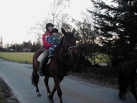 Anden særlig race Dipsy billede 11