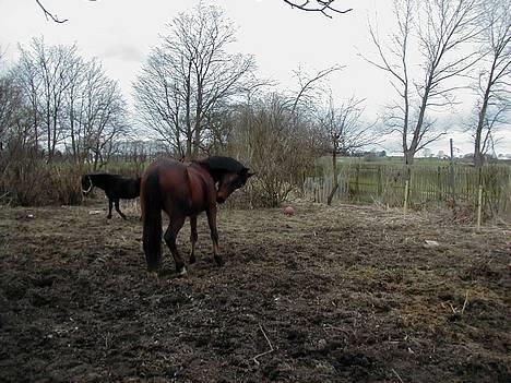 Anden særlig race Dipsy billede 12