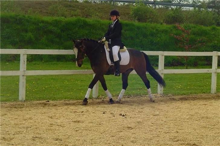 Anden særlig race Moonlight B- Pony - opvarmning til stævne i hrv billede 6