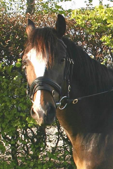 Anden særlig race Moonlight B- Pony - Det smukke hoved han har.. billede 7