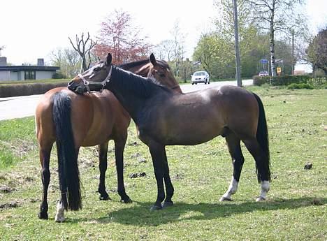 Anden særlig race Moonlight B- Pony - Mulle og flæske(athene)... billede 8
