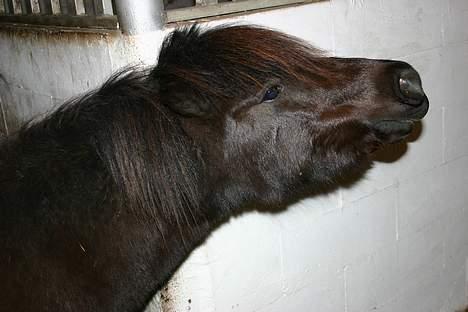 Shetlænder Felix billede 11