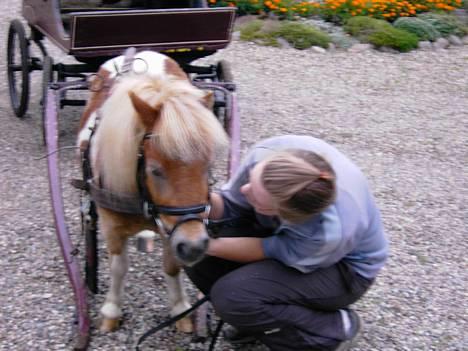 Miniature  Vesterbæks Futte-død:'(  - Futte efter hans første køretur... sep. 2006  billede 14