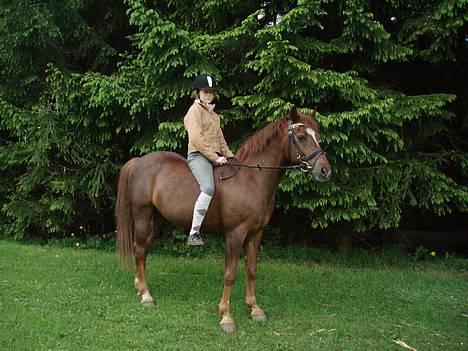 Hollandsk Sportspony Nieuwmoed's Kyran - parade for fotografen billede 18