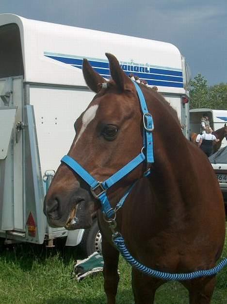 Hollandsk Sportspony Nieuwmoed's Kyran - læbepomade ej fransk hotdog dressing billede 20