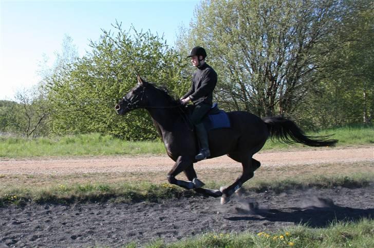 Anglo Araber (AA) Strauss aa - Galop på en ridesti i Hedeland billede 8