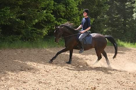 Anglo Araber (AA) Strauss aa - Galop med flagrende man billede 9