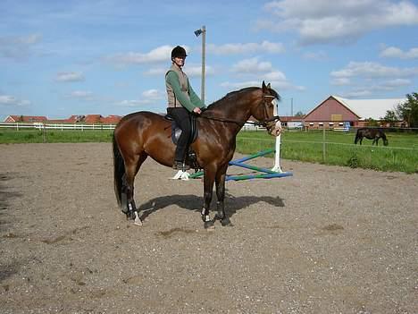 Dansk Varmblod Hector H.  - hector (29.5.05) billede 8