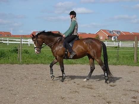 Dansk Varmblod Hector H.  - mig og Hector i aktion. (29.5.05) billede 9