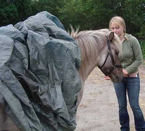 Islænder Silfurfaxi billede 13