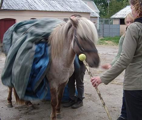 Islænder Silfurfaxi billede 14