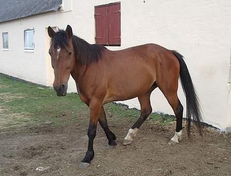 Anden særlig race Tanja billede 8