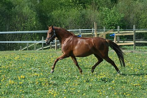 DSP Coelenhage'S Harmonie <3 - *NYT* smuksakken d.6/5-07 foto: naha billede 15