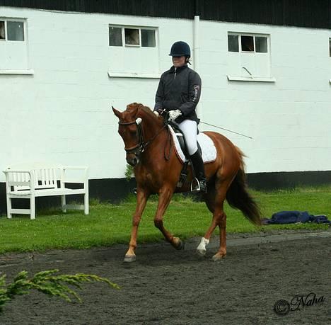 DSP Coelenhage'S Harmonie <3 - NSR 3/6-06 opvarmning foto: Naha billede 16