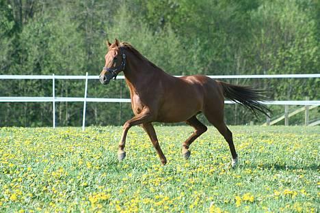 DSP Coelenhage'S Harmonie <3 - *NYT* fedlingen <3 6/5-07 foto: naha billede 17