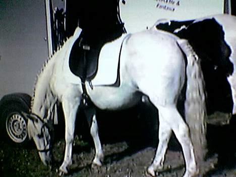 Connemara College boy/ †aflivet† - skal til at på dressur banen.. i langholt  billede 20