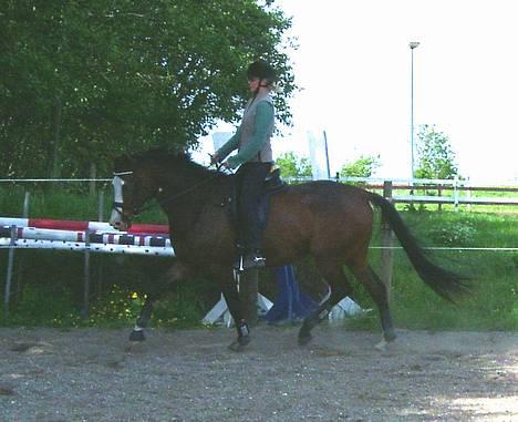 Dansk Varmblod Hector H.  - trav (29.5.05) billede 10