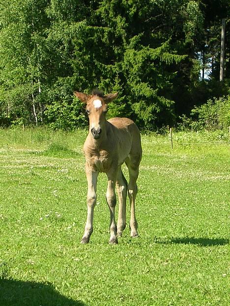 Koldblodstraver Finnbo Ussa - ussa som baby billede 7