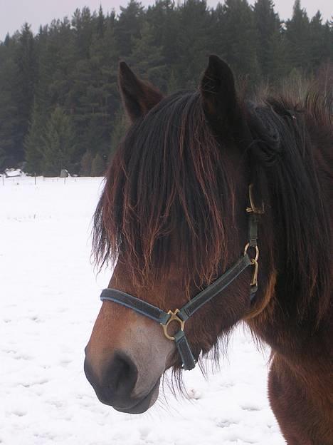 Koldblodstraver Finnbo Ussa - ussa my <3 billede 10