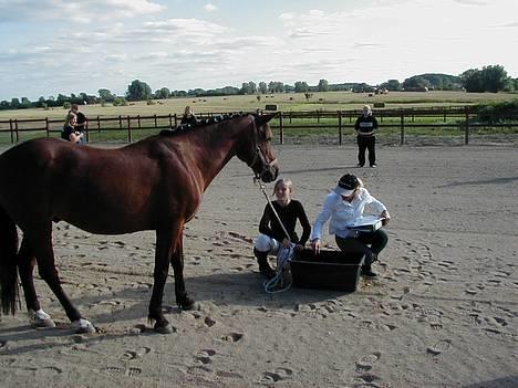 Anden særlig race Dipsy billede 13