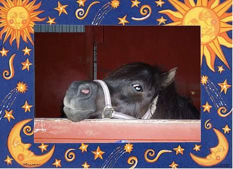 Shetlænder Tippe *Er elsket* - Heej jeg er Tippe ! billede 1