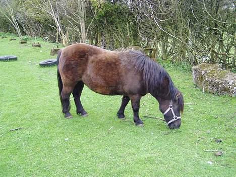 Shetlænder Tippe *Er elsket* - Græs smager godt :D billede 2